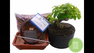 MEU PRIMEIRO BONSAI | KIT ABC DO BONSAI | ENGORDANDO O BONSAI PARTE 2