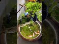 Beautiful goldfish pond setup with nice plants