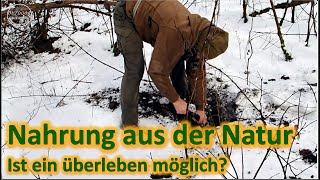 Survivalnahrung - Nahrung aus dem Wald im Winter - essbare Pflanzen - die Wahrheit