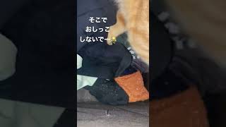 下着におしっこする茶トラ猫　保護猫　スプレー行動？