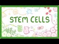 GCSE Biology - What are Stem Cells? Difference Between Embryonic and Adult Stem Cells