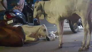 மாடும் - நாயும் | நட்பிற்கும் உண்டோ இனம், மதம், மொழி | Cow - Dog