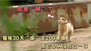 流浪猫30天“偷”走上百条鱼肉，它自己却没吃过一口，让人感动