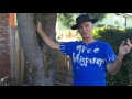 Liquidamber and Podocarpus Tree Pruning with Gary Walker, The Tree Whisperer