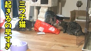 【朝が早い三つ子猫の遊び方】早起きの松五郎につられて起きて遊ぶ三つ子猫たち【松五郎・竹丸・梅子・ゾロ】Triplet cats playing early in the morning