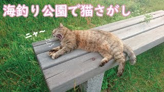 【釣り猫】海釣り公園で猫さがしの旅！猫にとっては餌は捕らなくても釣り人が恵んでくれる良スポット(笑)