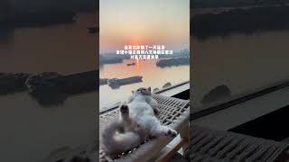 小猫：别问我咋过年我躺着过萌宠出道计划 梅西的猫 猫咪的迷惑行为 我和我的猫 猫咪 @阿夫Ashraf @梅西之家