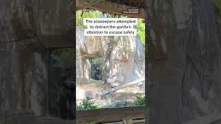 Zookeepers try to escape enclosure with male gorilla