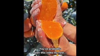 CHINA’S MYSTERIOUS VIRAL ORANGES EXPLAINED 🍊