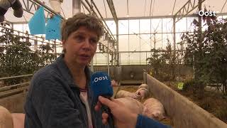 Groeiend aantal dieren in Overijssel is beter af door Beter Leven keurmerk