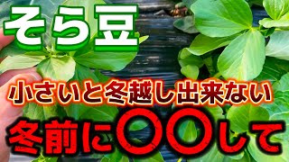 【そら豆】まだ小さい苗の方は真冬の前に急いで○○して下さい！小さい苗でも冬になる前に大きくする方法について