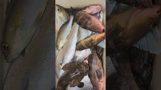 剛上岸活跳跳的黃雞魚 鮸魚 霜點石斑 玳瑁石斑 黑格 黃鰭棘鯛 #黃雞魚 #鮸魚 #霜點石斑 #玳瑁石斑 #黑格 #黃鰭棘鯛 #魚市場 #生魚片 #崁仔頂 #fishmarket #taiwan