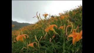 台灣之美~台東太麻里金針山