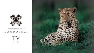 The Leopards of Londolozi # 2 - Londolozi TV