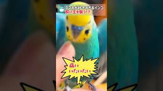 スマホが好きすぎてセキセイインコが大暴れ！？ #文鳥 #セキセイインコ #birds #shorts