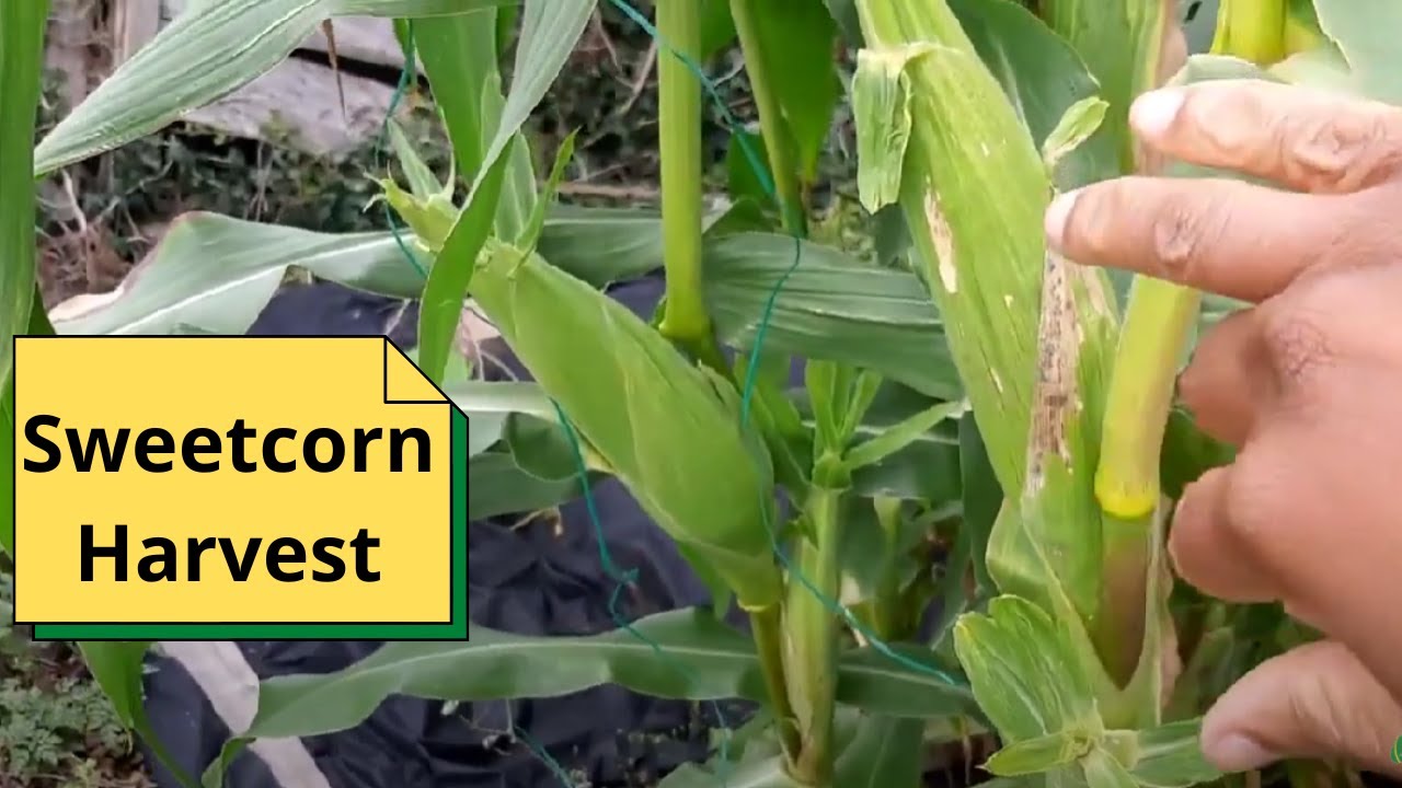 Sweetcorn Harvest Youtube