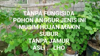 POHON Anggur Makin Hujan Makin Subur   NOL FUNGISIDA -  NOL JAMUR  COUDERC 1613 😍 ANGGUR ANTI JAMUR