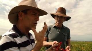 El Pinto Hatch New Mexico Chile Fields