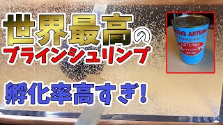 噂の世界最高のブラインシュリンプをメダカに与えてみた!驚愕の孵化率!