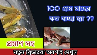 100 গ্ৰাম মাছের কত বাচ্ছা হয় ।। Number of eggs or hatchlings per 100 g fish #catfishfarming #মাছ