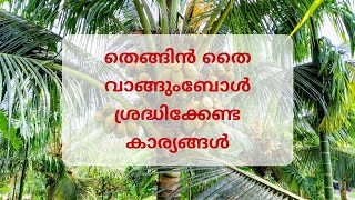 തെങ്ങിൻ തൈ വാങ്ങുംബോൾ ശ്രദ്ധിക്കുക| How to select a good quality coconut seedlings| AMALA AGRI MEDIA