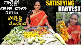 గార్డెన్లో చాలా రకాలు హార్వెస్ట్ చేశాను| Satisfying Harvest  || TELUGU GARDEN VLOG