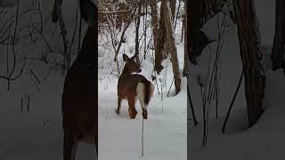 What a Fluffy Tail!!! in Killarney, Ontario #naturevideos #killarneyontario #naturelovers