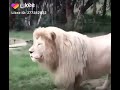 vidéo de lion qui chante