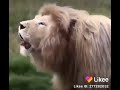 vidéo de lion qui chante