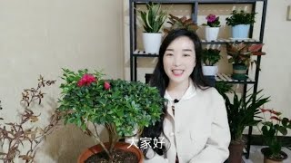 养杜鹃花别忽视了这几点，花繁叶茂根系壮，养得长久