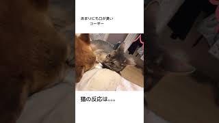 口が臭すぎるコーギー。猫の反応は？#corgi #コーギー #ペット #犬 #アビシニアン #いぬとねこ #犬と猫 #犬と猫のいる暮らし #猫