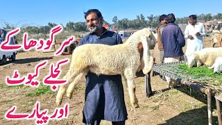 Sargodha K Kajle Kakke Lele 5 Neshan Wale | Salem Mandi || Global Village Farming