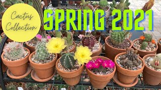 Final Spring 2021 Plant Tour/ Collection Update | #Cactus | Succulents