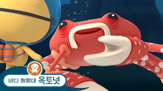 바다 탐험대 옥토넛 - 거대한 거미게 & 해적 앵무새고기 - 모음집