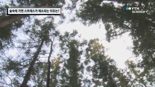 숲속에 가면 스트레스가 해소되는 이유는? / YTN 사이언스