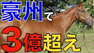 豪州セールで日本関係者が3億円超え購入！チャンピオン血統の可能性とは。