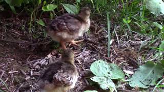 New arrival, 3 peafowl chicks