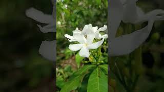 నందివర్దనం పూలు #shinyshoots #viral #nandivardanam #flowers #nature