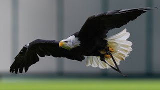 Biden signs bill officially making the bald eagle the national bird of the US