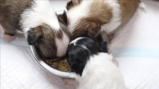 2021.3.19　子犬食事風景