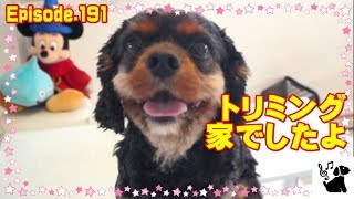 キャバリア犬のトリミング　自宅で♪191　Cavalier King Charles Spaniel