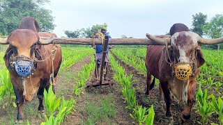 పసుపు లో కలుపు నివారణ|| #organic #turmeric #savenature