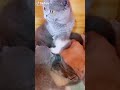 carrying mom 🐈🐈,cats meows funny cats #viral #live #trending #youtube #shorts