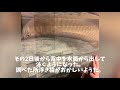 アロワナ　転覆からの奇跡の復活 150水槽　魚　病気