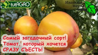 Самый ЗАГАДОЧНЫЙ сорт ТОМАТА! Его сразу же хочется съесть! Загадка природы и Канадское наследие.