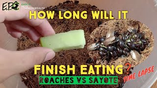 HOW LONG WILL IT FINISH EATING? PYCNOSCELUS SURINAMENSIS ROACHES TIMELAPSE FEEDING VIDEO by EPC