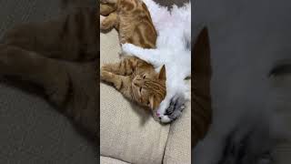 弟猫に優しく手をそえて添い寝するお姉ちゃん猫［An older sister cat who gently sleeps with her younger brother］