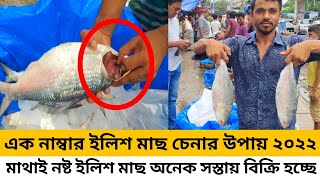 মাথাই নষ্ট ইলিশ মাছ অনেক সস্তায় বিক্রি হচ্ছে!Hilsa fish wholesale update 2022 Dhaka Kawran Bazaar..