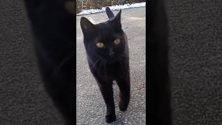 black cat step