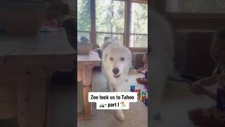 Zoe in Tahoe Part 1: Our Great Pyrenees took us to Kaje Tahoe!